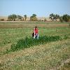 Soil Moisture Sensor in the Belle Fourche Irrigation District